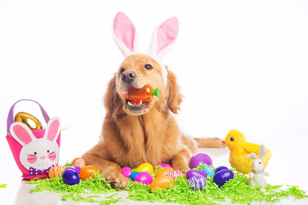 puppy eggs a4apetpantry org puppy eggs a4apetpantry org